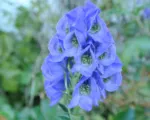 Azure Monkshood (Aconitum carmichaelii) care guide
