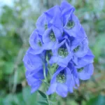 Azure Monkshood (Aconitum carmichaelii) – plant photo