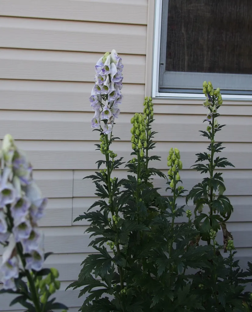 Aconitum carmichaelii – seeds and fruit, plant photo