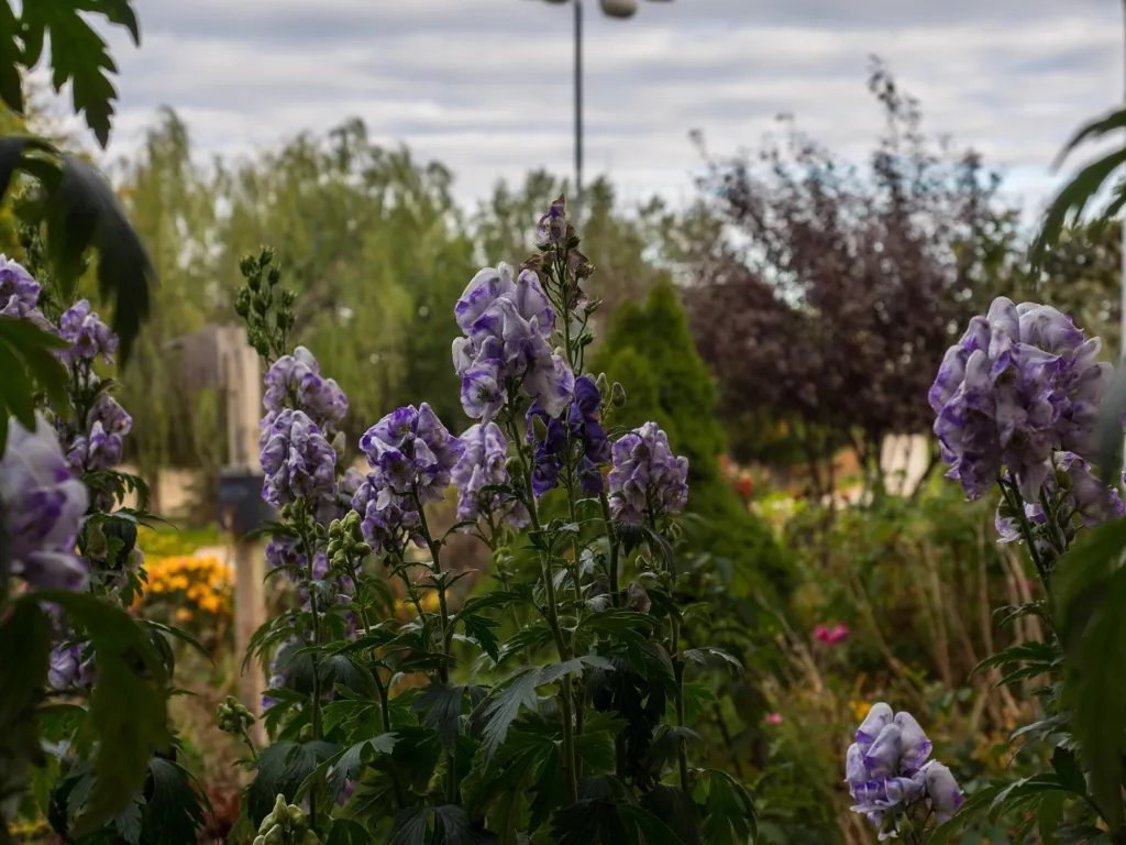 Aconitum carmichaelii – flowers in close-up, plant photo