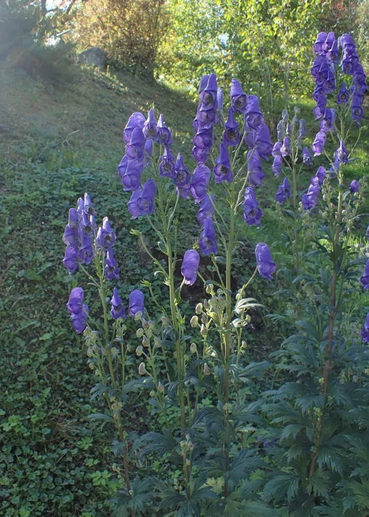 Aconitum carmichaelii – in a garden setting, plant photo