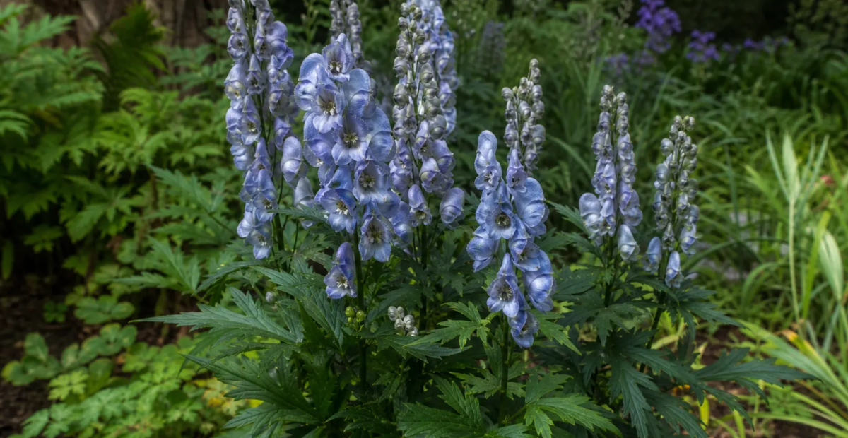 Aconitum 'Stainless Steel' – Pflanzenfoto