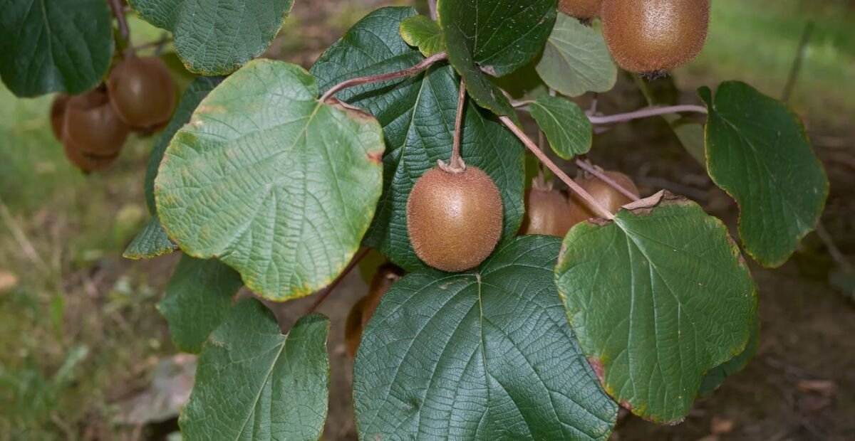 Actinidia chinensis deliciosa – Pflanzenfoto
