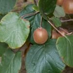 Actinidia chinensis deliciosa – (Actinidia chinensis deliciosa) – Pflanzenfoto