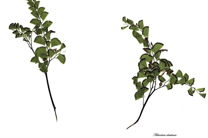 Adiantum aleuticum