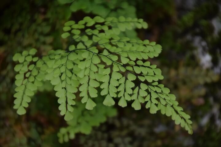 Adiantum venustum