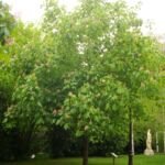 Aesculus 'Carnea Briotii' – fotografia rastliny