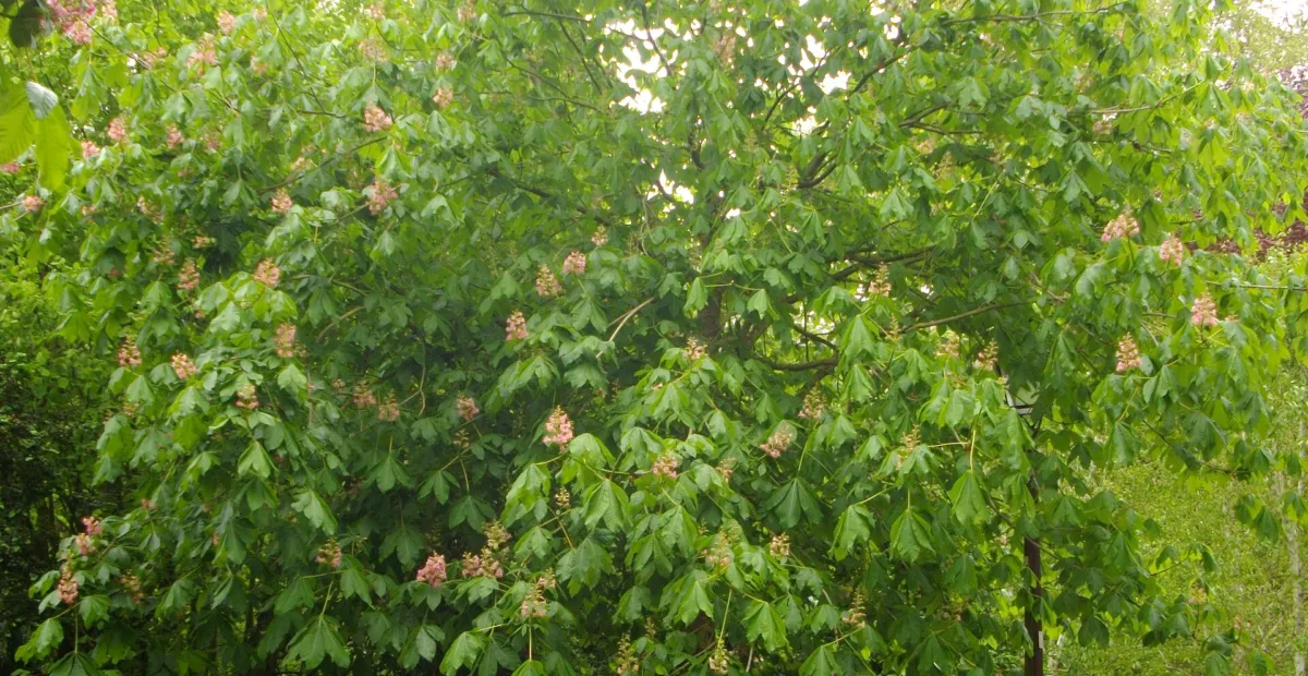Ruby red horse-chestnut (Aesculus 'Carnea Briotii') – plant photo