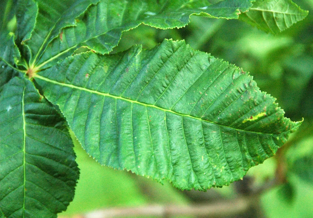 Ruby red horse-chestnut (Aesculus 'Carnea Briotii') – flowers in close-up, plant photo
