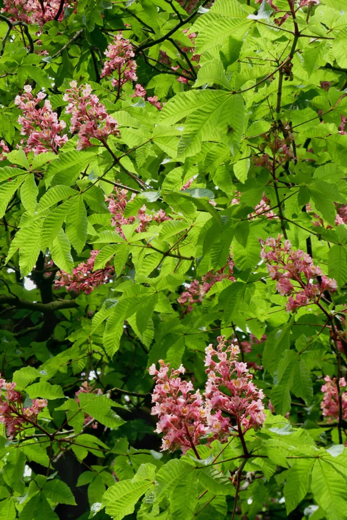 Ruby red horse-chestnut (Aesculus 'Carnea Briotii') – in a garden setting, plant photo
