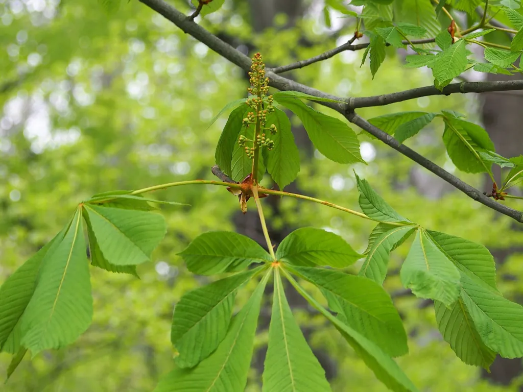 Conker-tree (Aesculus hippocastanum) – fruit in close-up, plant photo