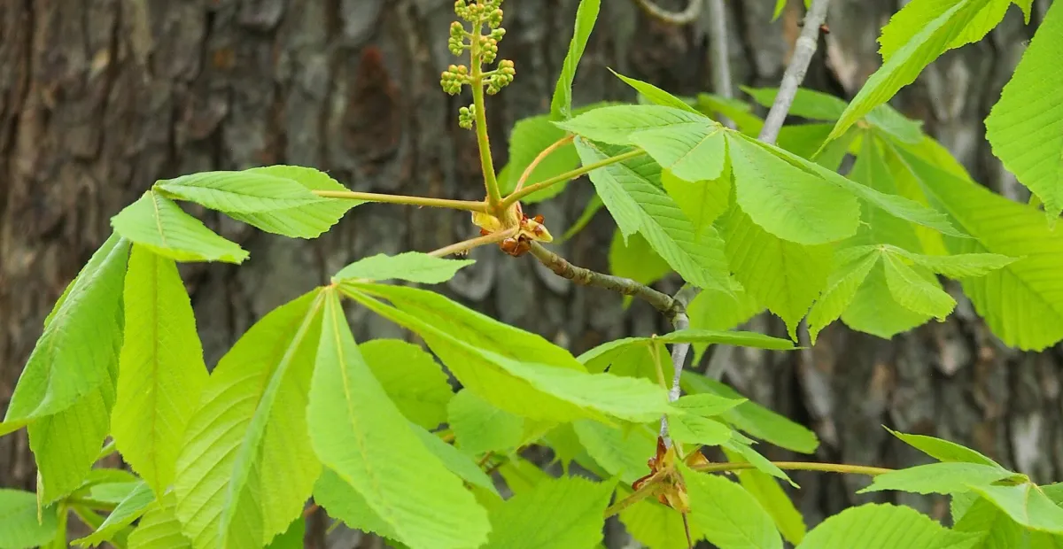 Conker-tree (Aesculus hippocastanum) – plant photo