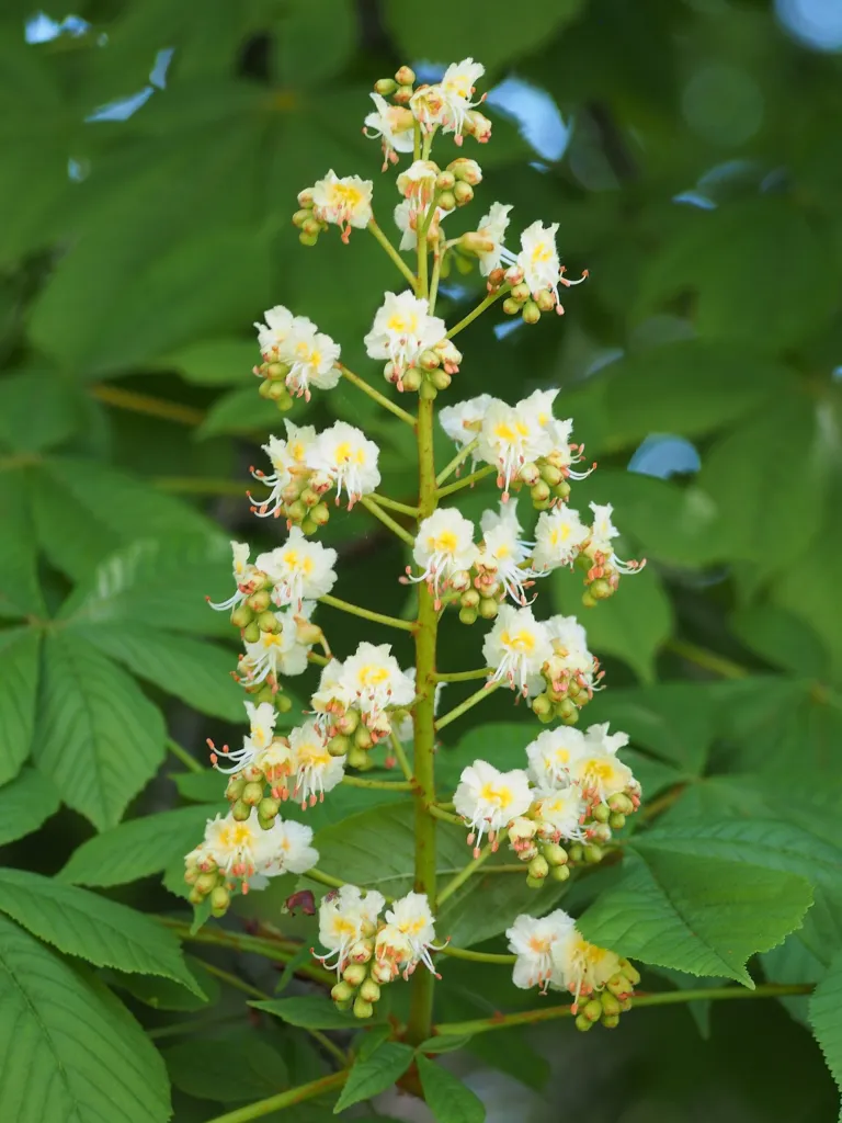 Conker-tree (Aesculus hippocastanum) – fruit in close-up, plant photo