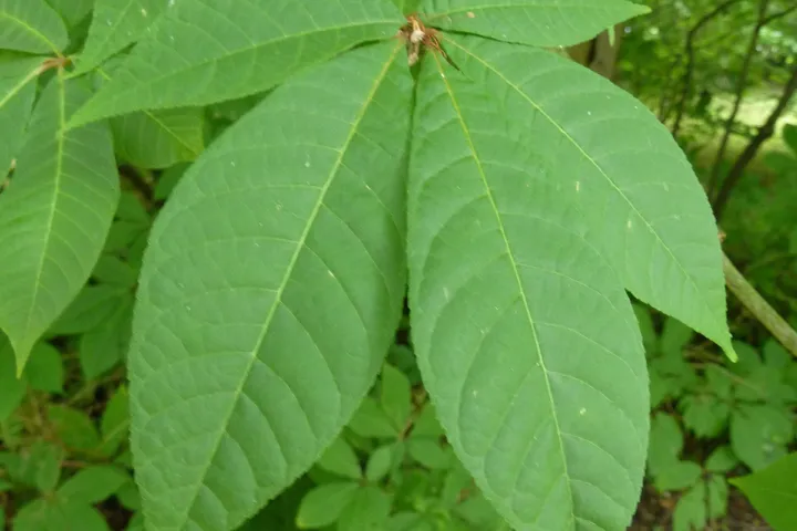 Aesculus parviflora