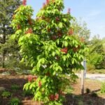 Aesculus 'Pavia' – fotografia rastliny