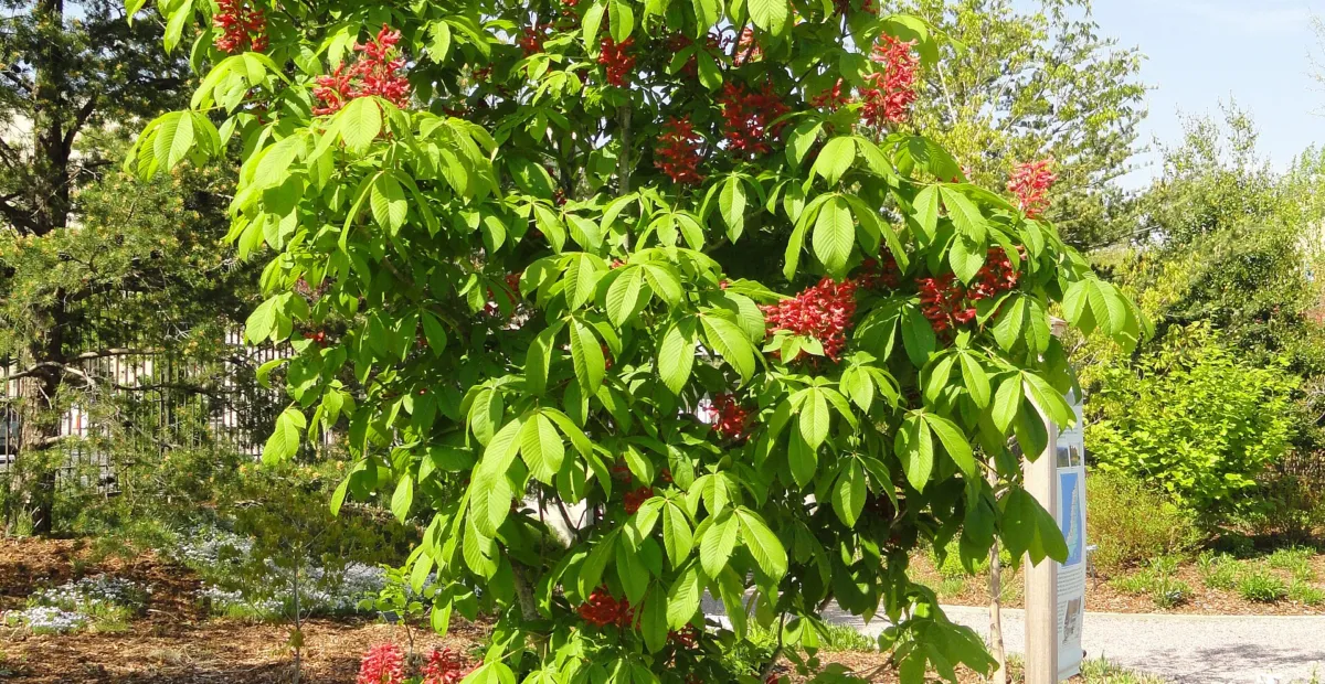 Aesculus 'Pavia' – plant photo