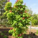 Aesculus ‘Pavia’ (Aesculus 'Pavia') – plant photo