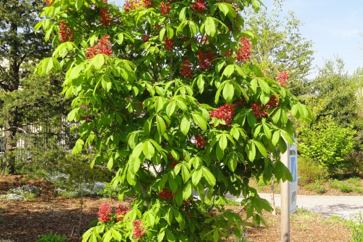 Aesculus 'Pavia'