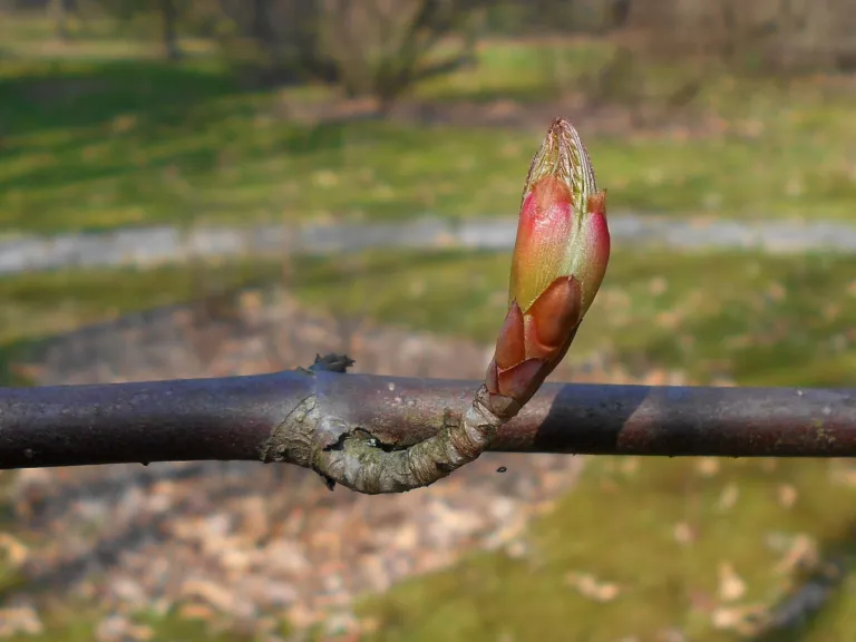 Aesculus ‘Pavia’ (Aesculus 'Pavia') – in a garden setting, plant photo