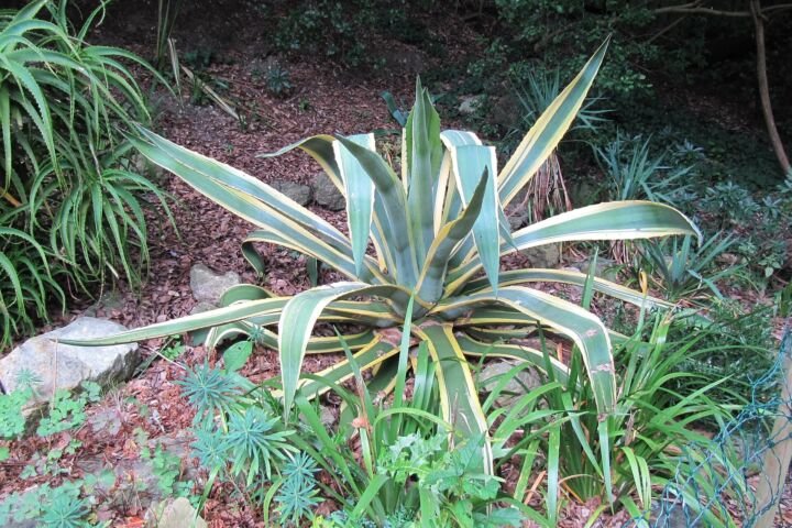 Agave americana 'Marginata'