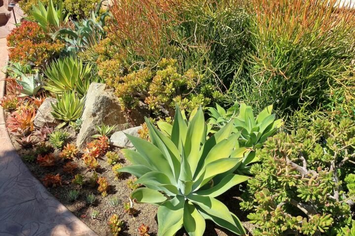 Agave lophantha 'Quadricolor'