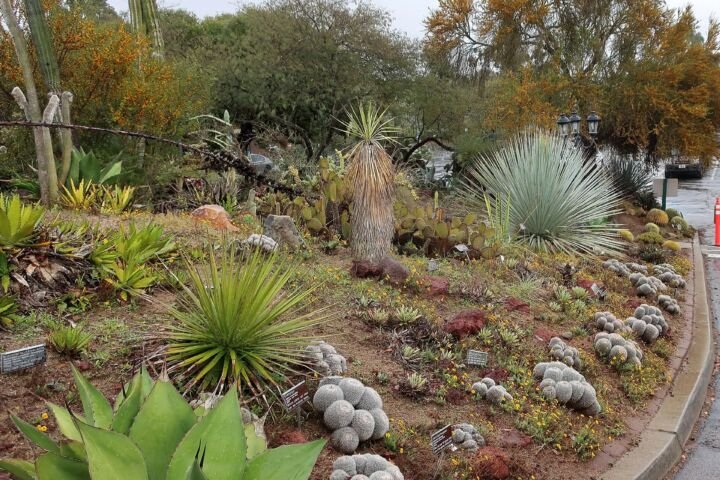 Agave ovatifolia
