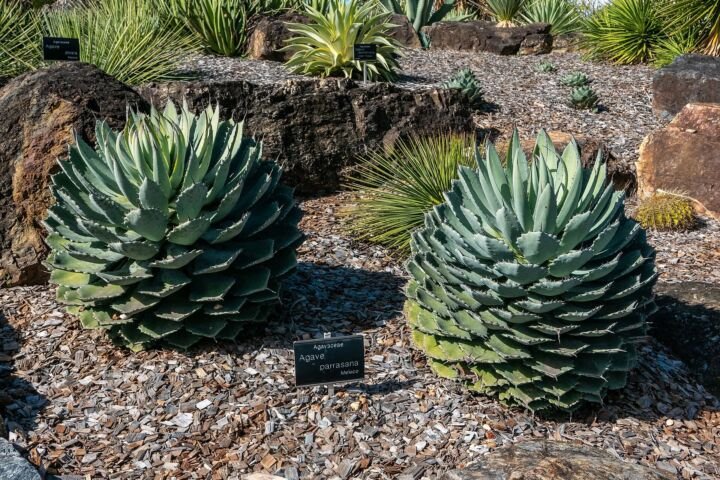 Agave parrasana