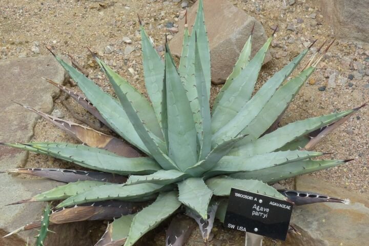 Agave parryi
