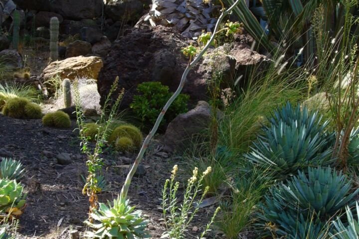 Agave potatorum 'Verschaffeltii'