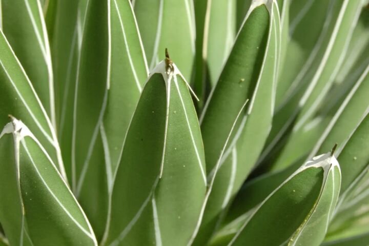 Agave victoriae 'Reginae'