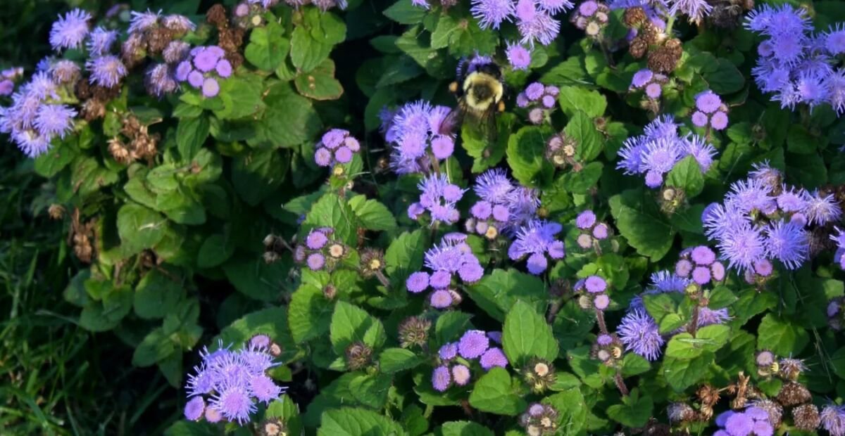 agerát mexický (Ageratum houstonianum) – fotografia rastliny