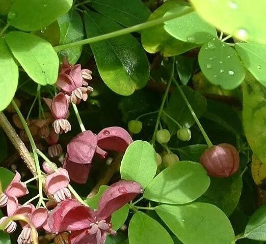 Akebia quinata
