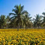 aksamietnica vzpriamená (Tagetes erecta) – fotografia rastliny
