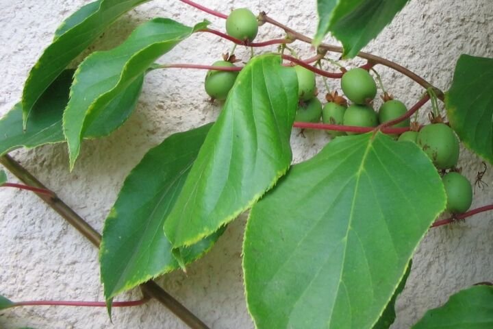 Actinidia arguta