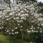 Alba (Magnolia campbellii ‘Alba’) (Magnolia campbellii 'Alba') – plant photo