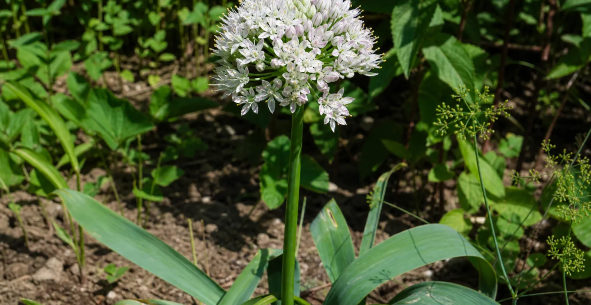Allium ampeloprasum – plant photo
