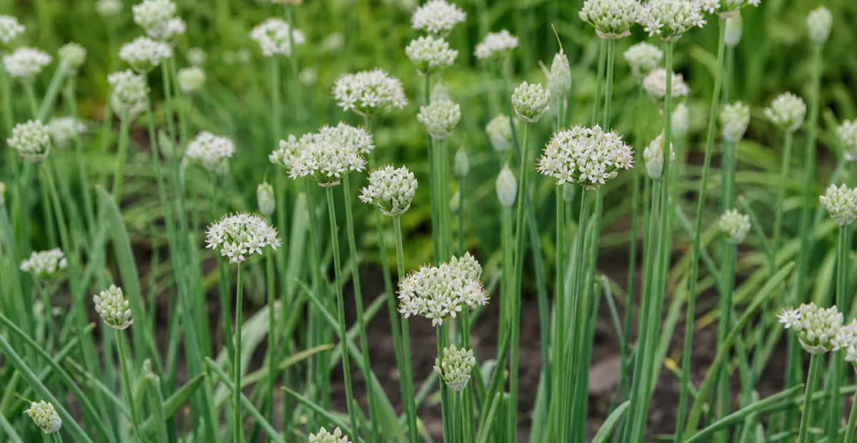 Allium fistulosum – plant photo