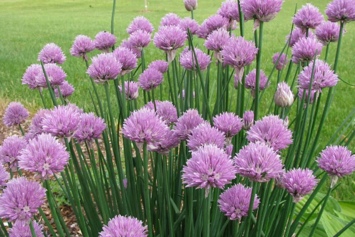 Allium schoenoprasum
