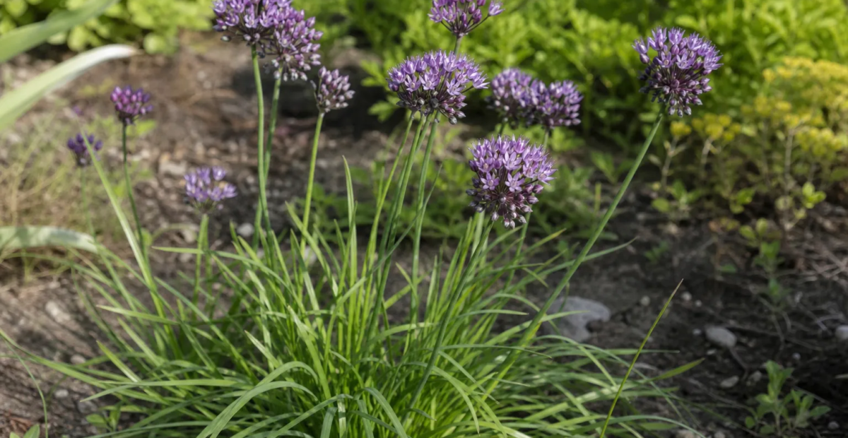 Allium scorodoprasum – plant photo