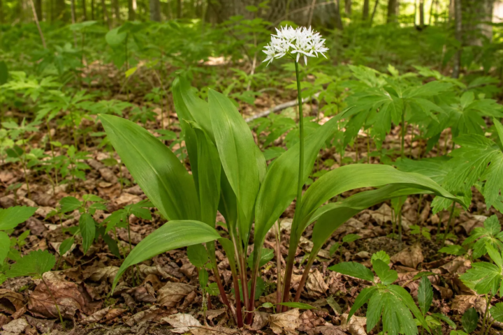 Allium tricoccum