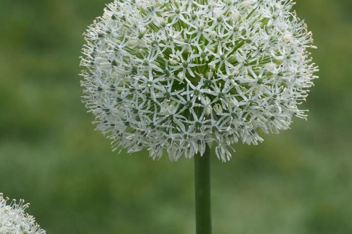 Allium 'White Giant'