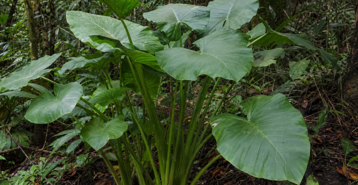 Alocasia alba – plant photo