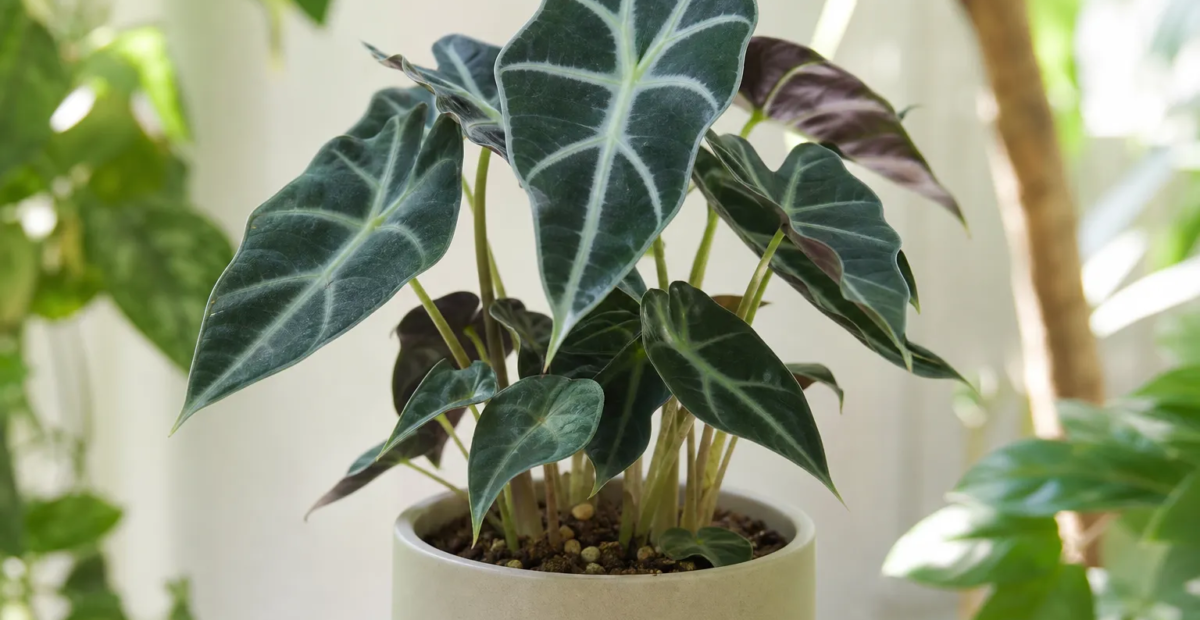 Alocasia 'Bambino' – plant photo