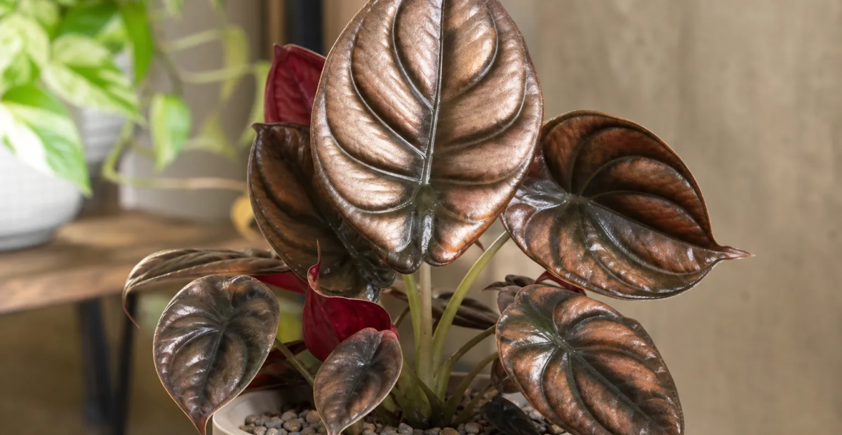 Alocasia 'Cuprea Red Secret' – plant photo