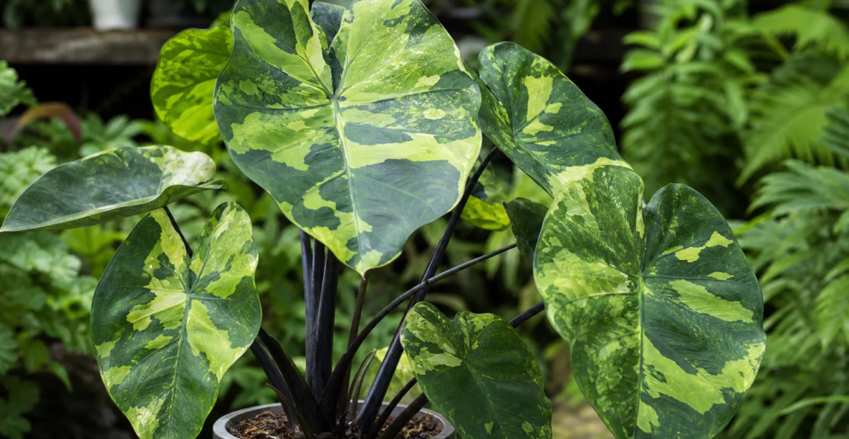 Alocasia 'Hilo Beauty' – plant photo