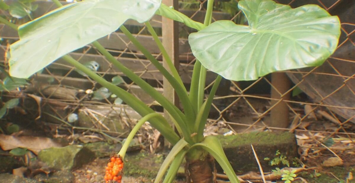 Alocasia 'Longiloba' – plant photo
