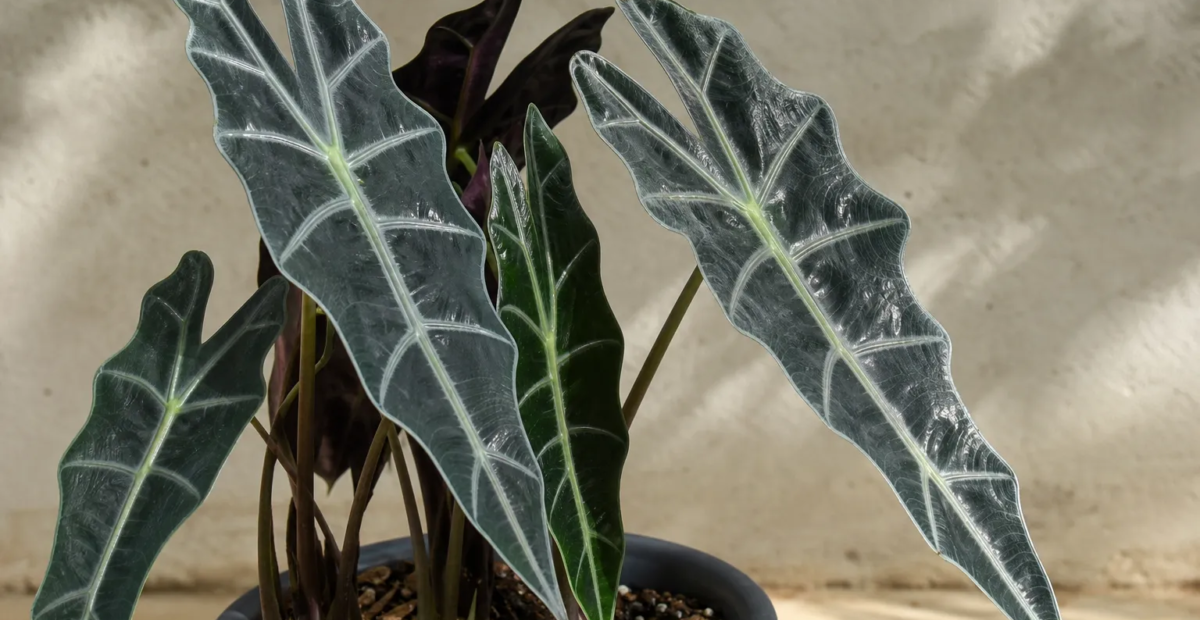 Alocasia 'Longiloba Black Satun' – plant photo
