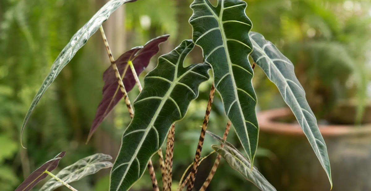 Alocasia 'Longiloba Denudata' – plant photo