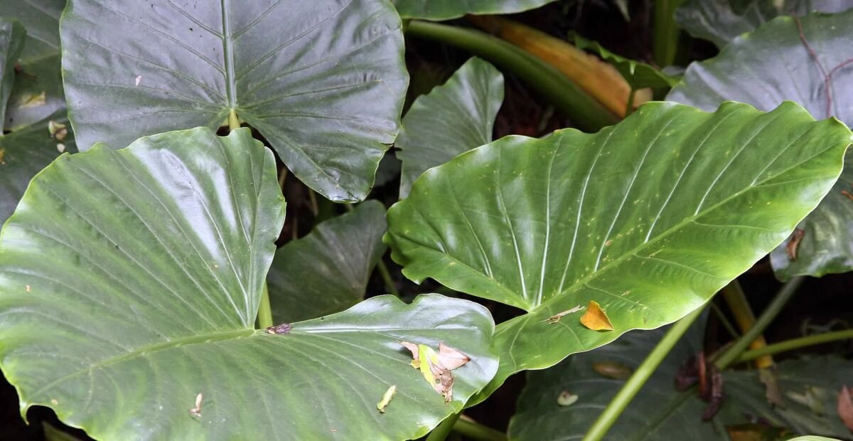 Alocasia macrorrhizos – plant photo