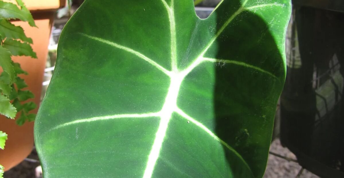 Alocasia micholitziana – plant photo